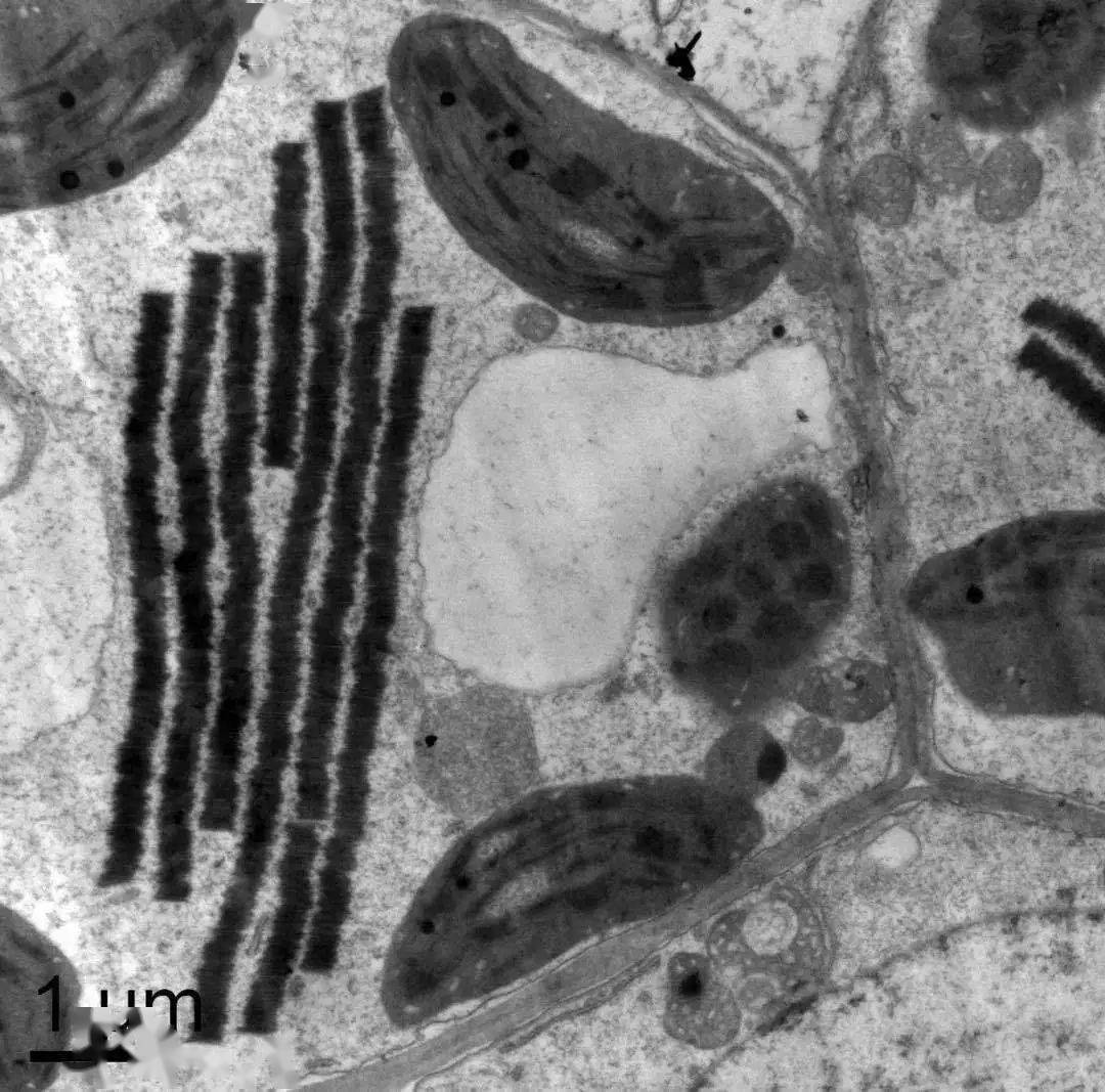 科普显微镜下的微观世界竟然如此美丽