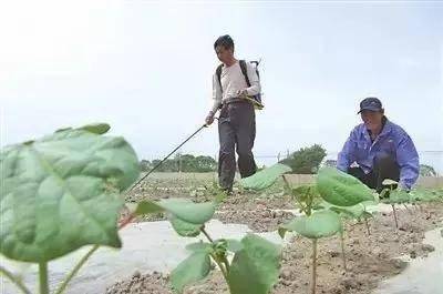除草剂配方_除草剂怎么配法_除草剂配药方法