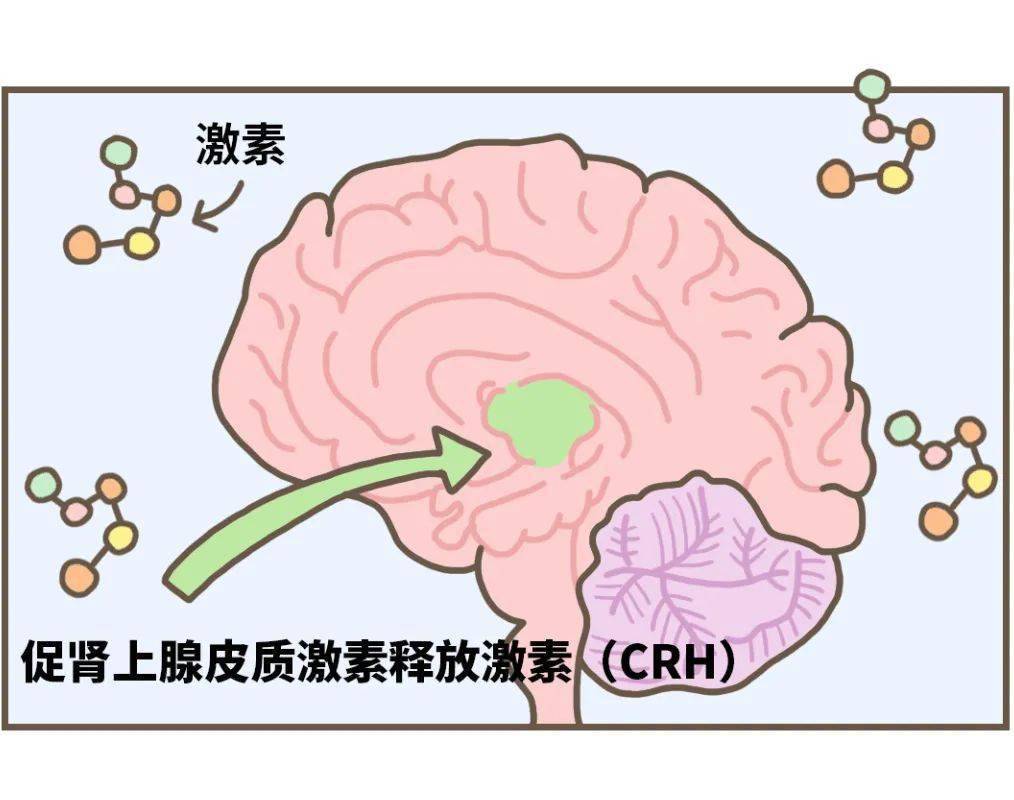 (促肾上腺皮质激素释放激素)一种特殊激素其「下丘脑室旁核」就会释放