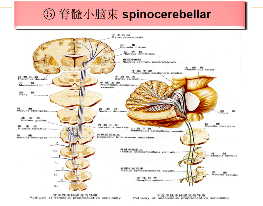【康复系列课程10】脑干内部的传导束知识分享