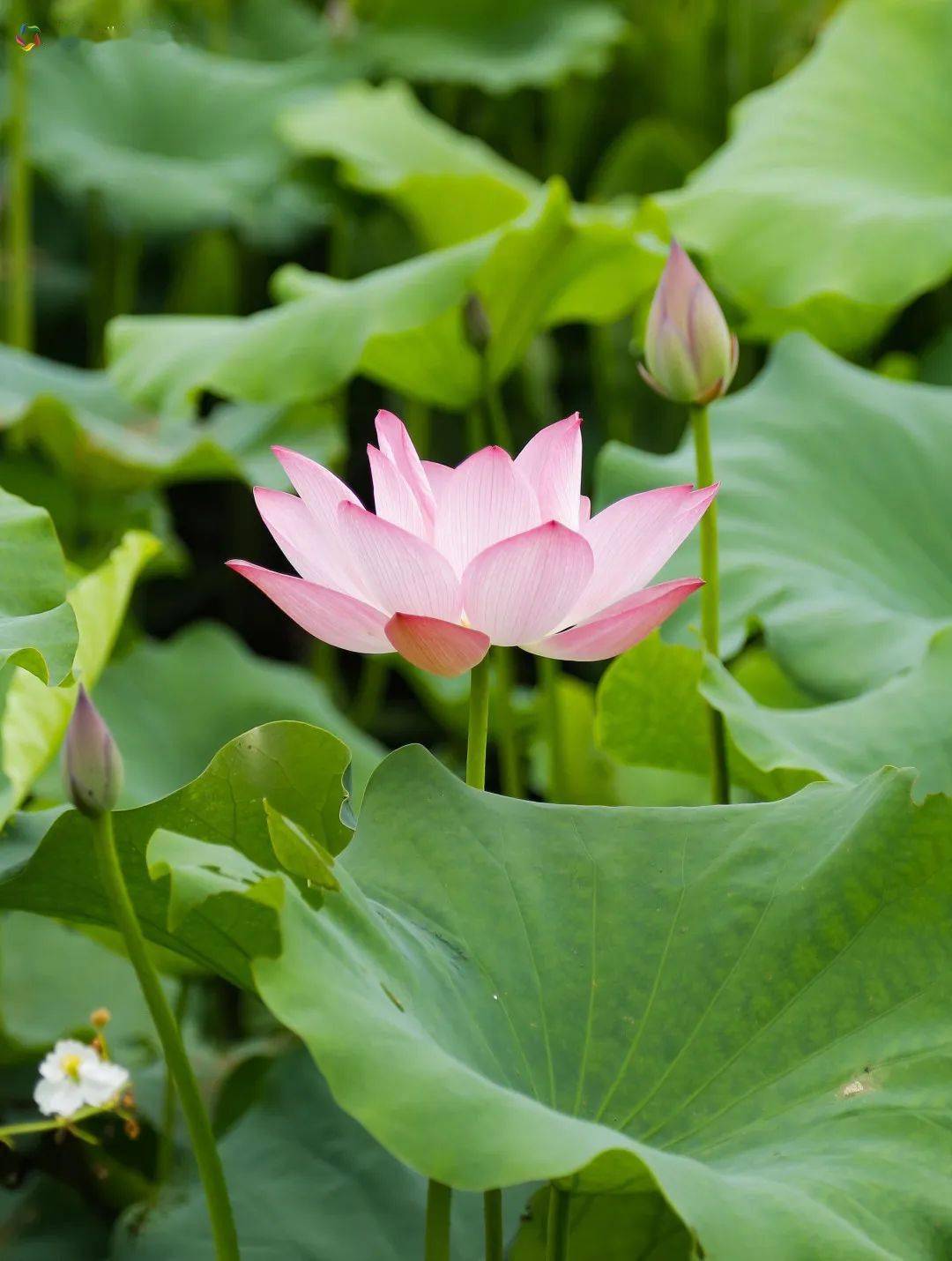 美醉厦门6月开启赏荷花模式这片荷花海悄然怒放地铁直达