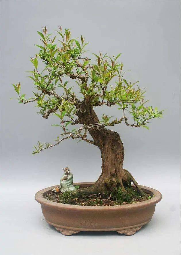 浅谈石榴盆景坏果的抑制和补救