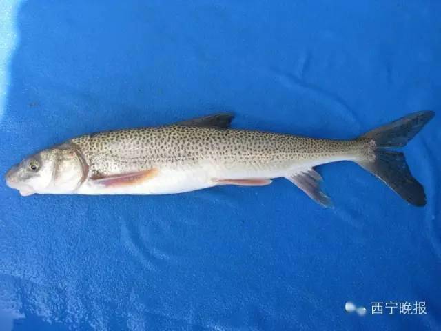 厚唇裸重唇鱼,顾名思义,它的唇很发达,肥厚多肉,比较有特色.