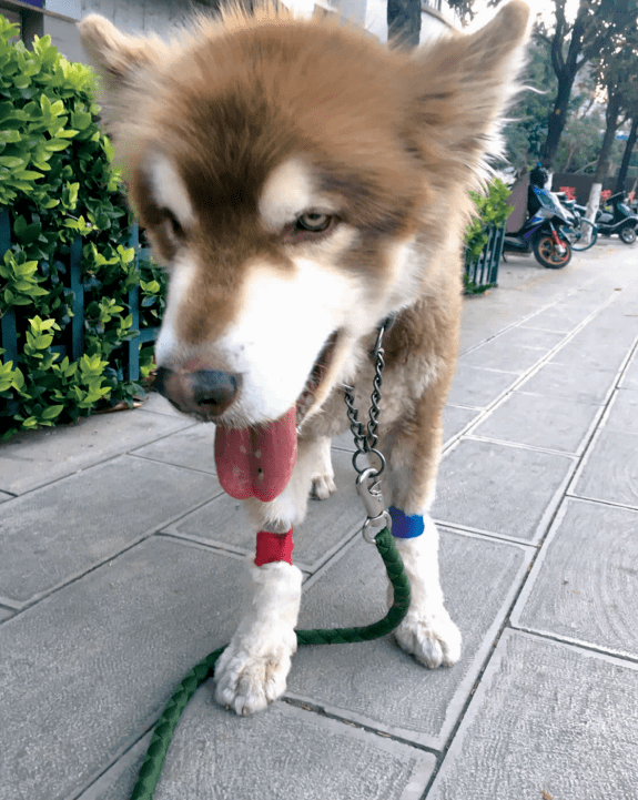 阿拉斯加突发疾病命悬一线危急时刻大金毛献血相救