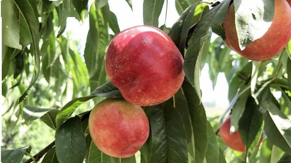 【文旅推荐】这个夏天,难以"桃"脱~来徐望镇桃花岭摘桃啦!