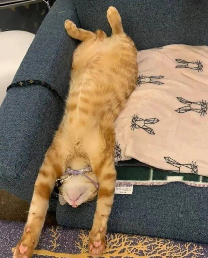 铲屎官家的猫咪,总是喜欢用投降的姿势睡觉_手机搜狐网