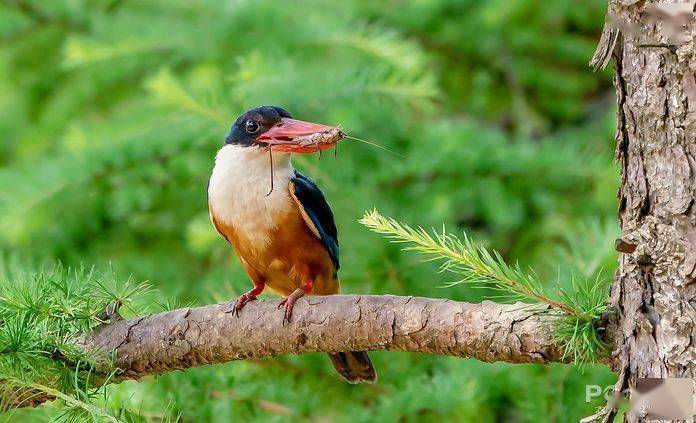 打鸟的门槛很高有了这个镜头你也可以