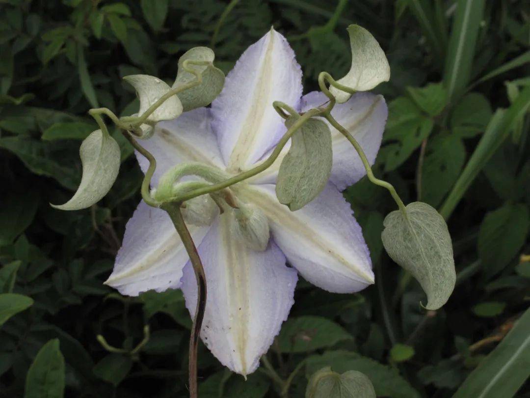 宁波北仑发现大量野生毛叶铁线莲