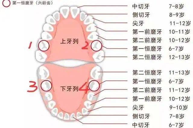 第二恒磨牙位置图图片