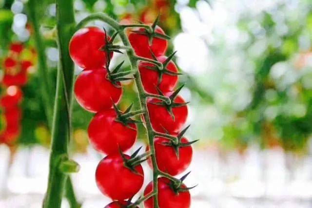 海升串红番茄强势入驻佳和各路吃货有口福啦