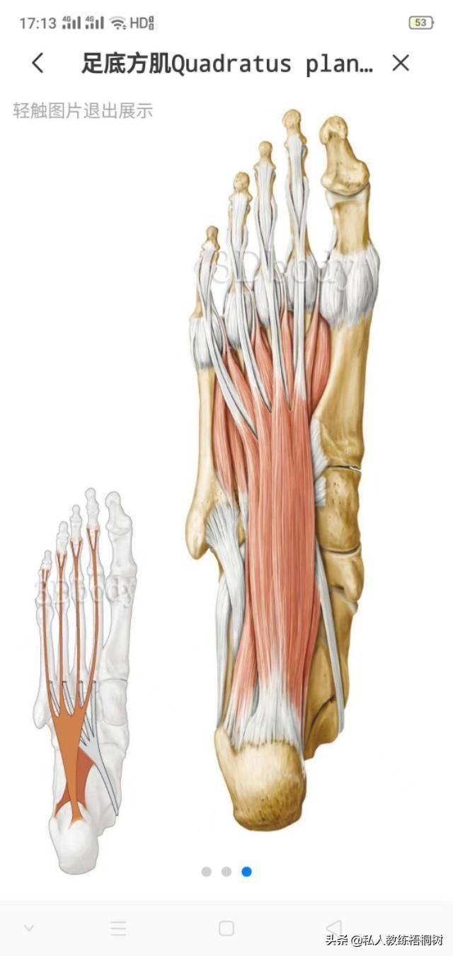 脚掌肌肉结构图图片