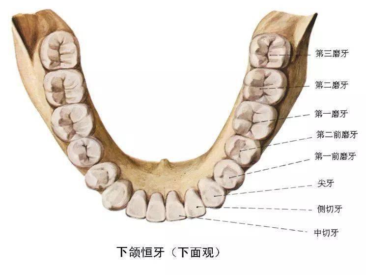 消化系统解剖图谱