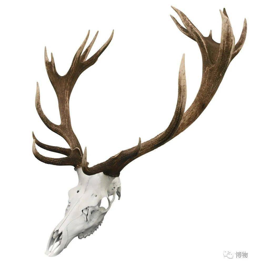 长颈鹿的角(左)和头骨是一体化结构,而鹿角(右)有一个明显的角基,质地