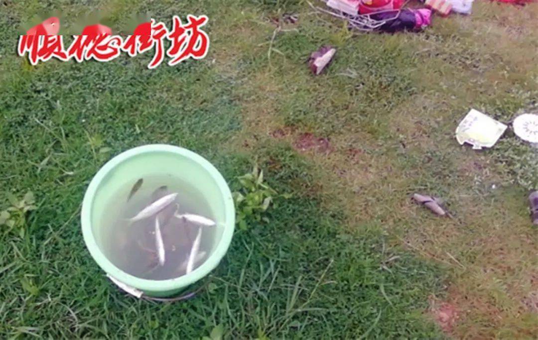 实拍陈村多地出现较高水位有人竟然还在河边捞鱼玩水