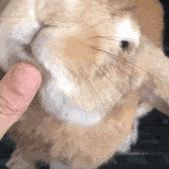 霸道兔总裁是什么样子的