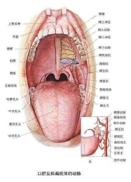 腭舌弓和腭咽弓位置图图片