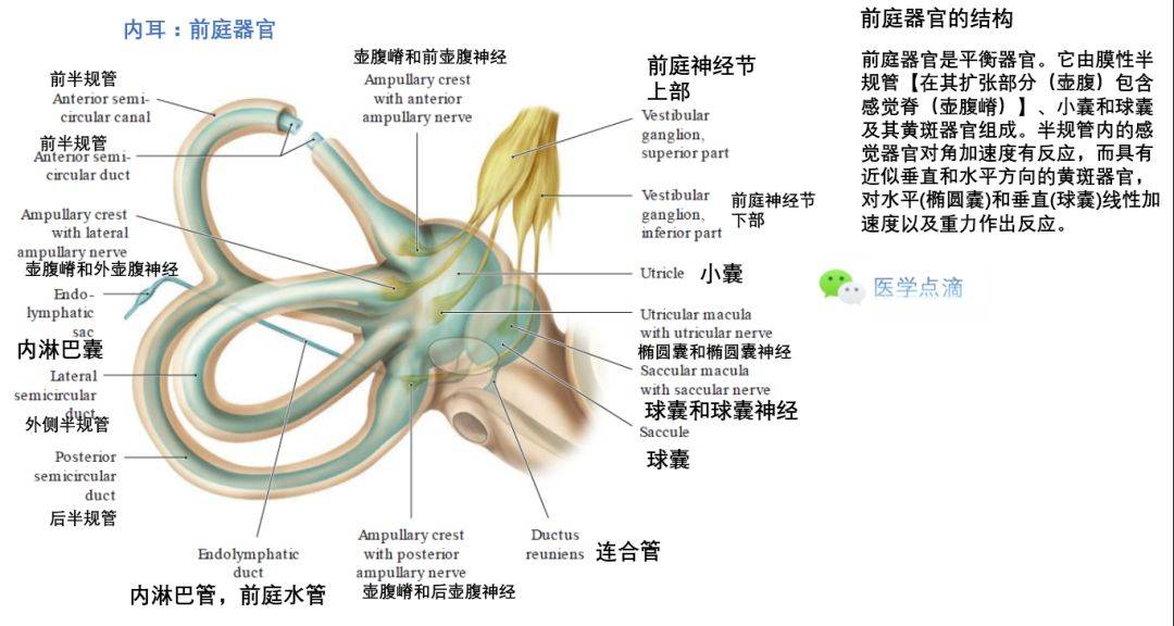 壺腹和壺腹嵴的結構橢圓囊和球囊結構前庭感覺細胞的刺激轉導前庭器官