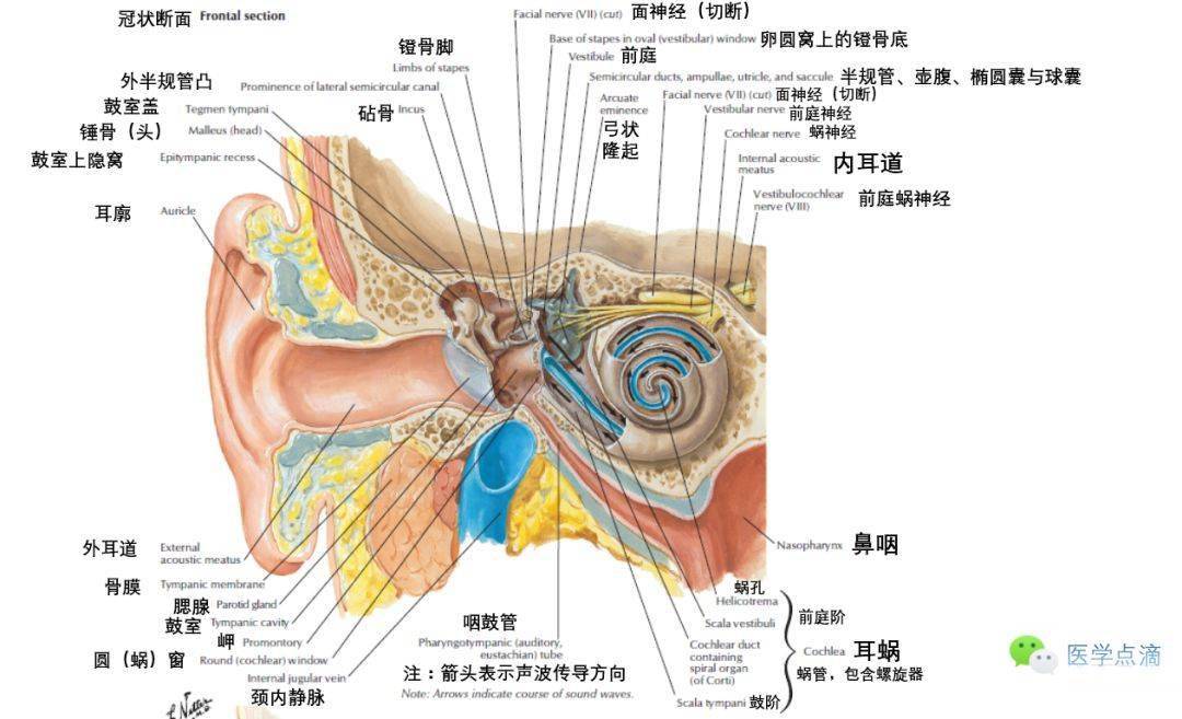 影像解剖丨外耳中耳內耳解剖