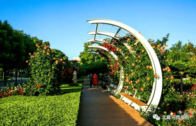北戴河之韵赏花地图之月季园月季花开香满园
