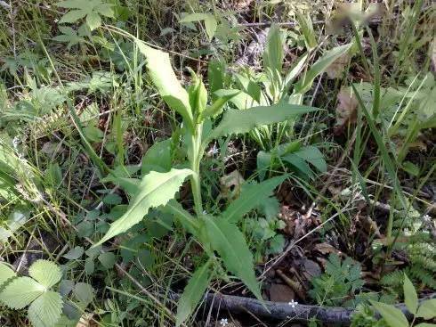 8,燕尾菜:性凉,味甘苦,具凉血止血,解毒消肿痛等.
