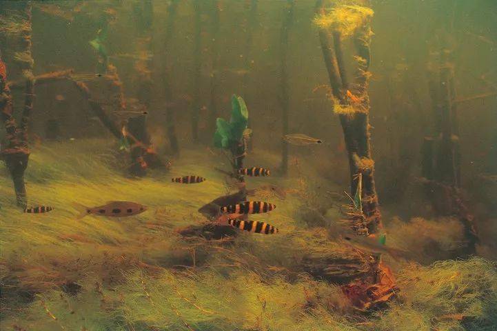 原生魅力亚马逊水下摄影天野尚