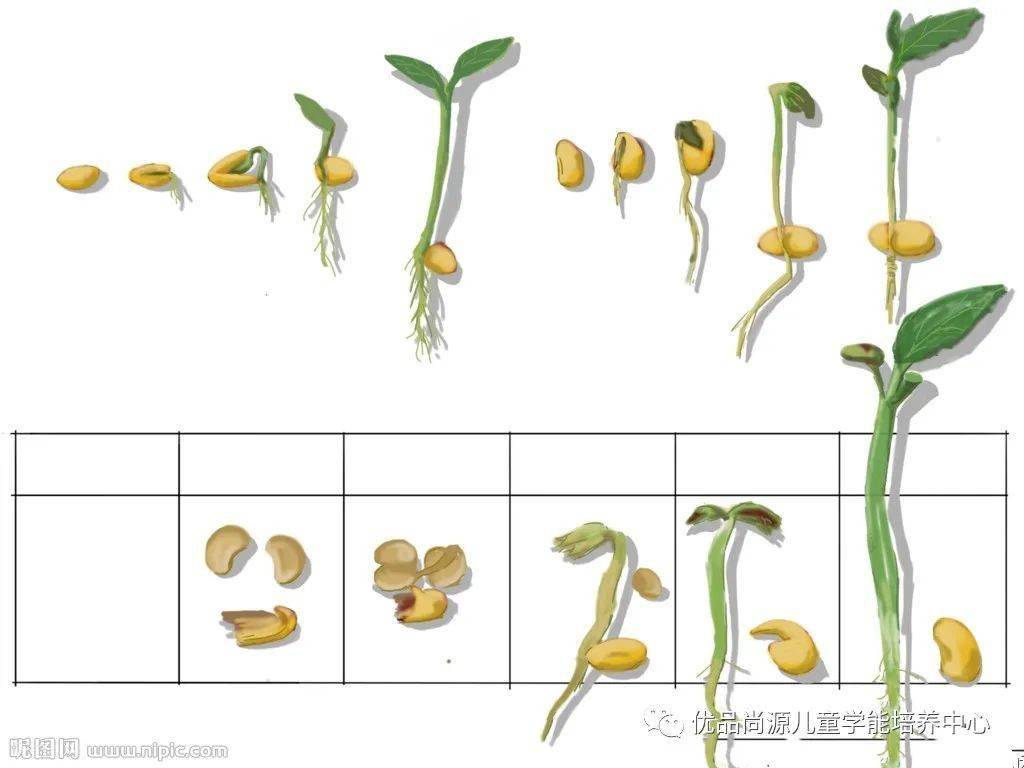 绿豆生长过程卡通图片图片