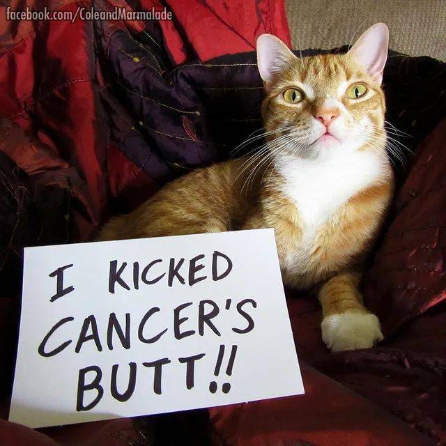 猫 求你快带我去医院吧 太疼了 猫咪