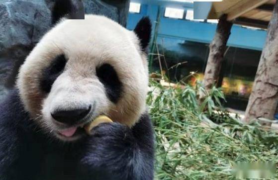 武汉至北京客运航班复航要继续戴口罩吗回应来了