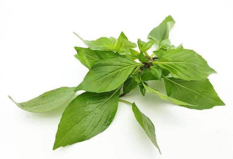 万物皆可放的鱼香子你吃过吗