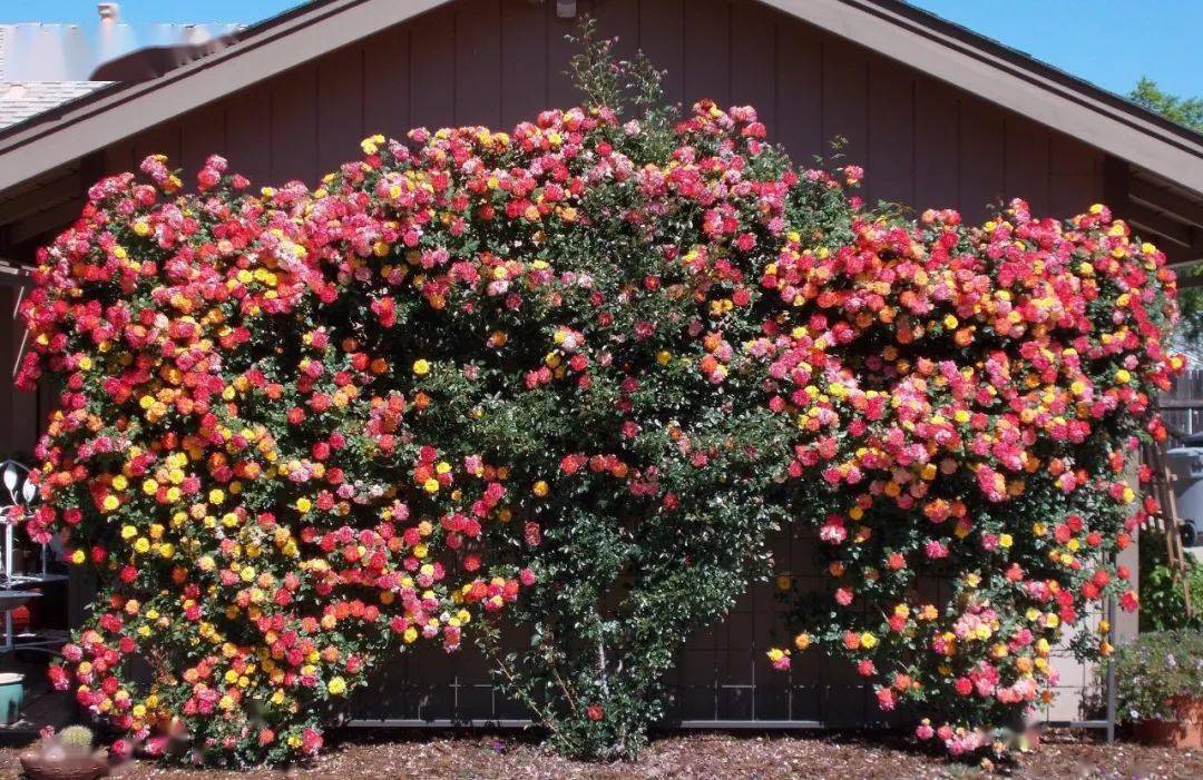 一朵藤彩虹从初开到凋谢,每个阶段都是精彩的绽放,每天都给人不一样的