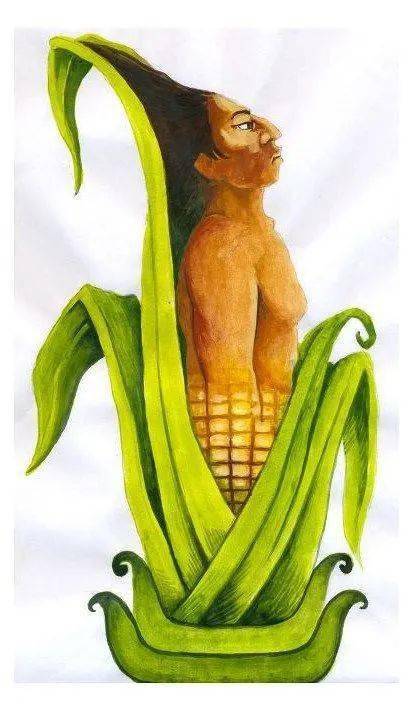 玉米腹肌图图片