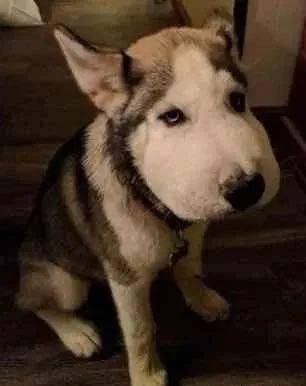 今天没有吃鸡爪:拔牙一周后终于找到合适的表情包!