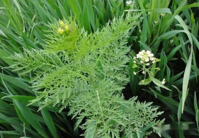 植物乾州蕞娃乾地花草6266