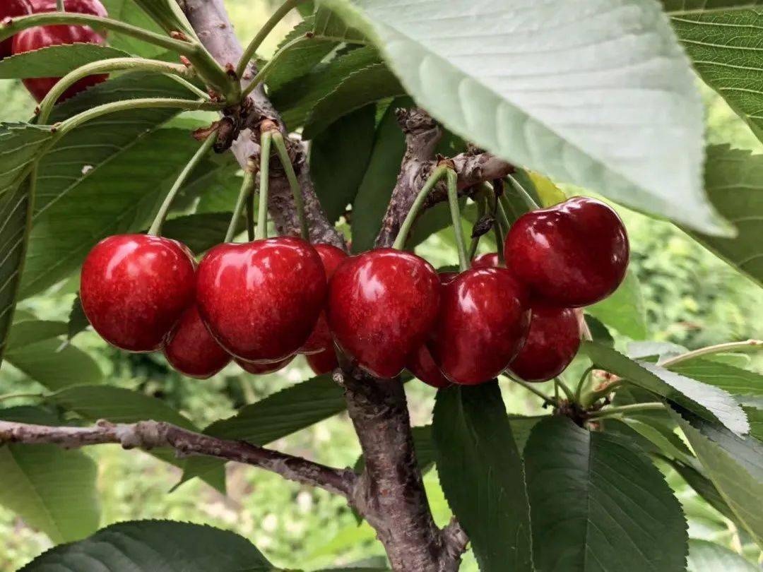 这个品种的樱桃果形漂亮,口感脆甜,是优质的晚熟大樱桃新品种,口感和