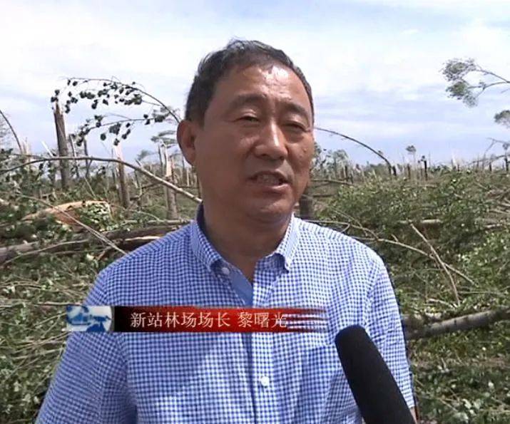 肇源县6000余亩国有生态林毁于风灾