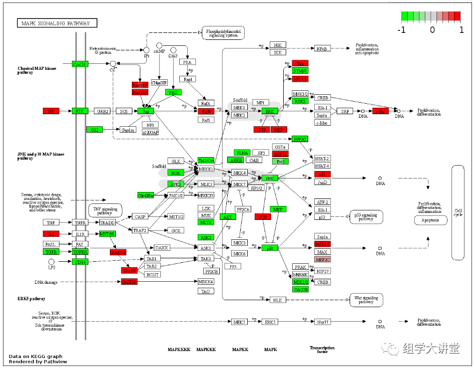 选感兴趣的基因自行绘制kegg代谢通路注释图