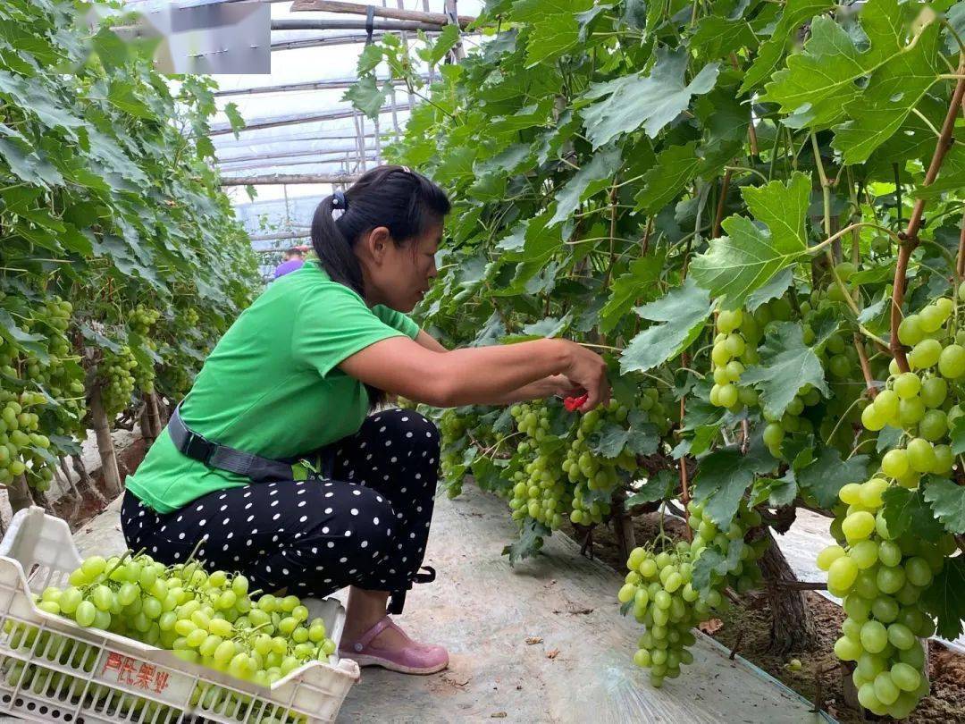 记者带货帮衡水葡萄种植户渡难关