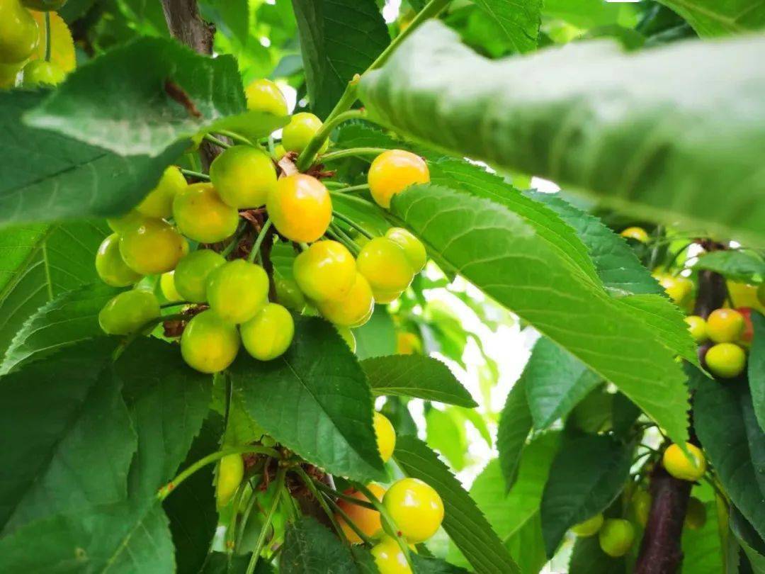 六月瓜果飘香的临夏县河西乡等你来