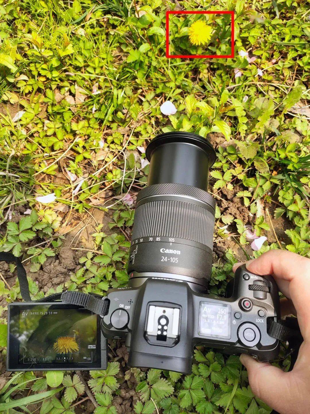 实用的轻量标准变焦镜头 佳能rf24-105mm f4-71测评