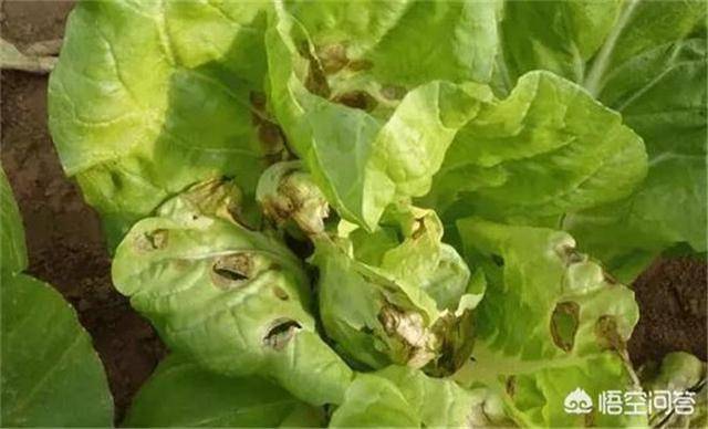 夏秋慎防大白菜炭疽病