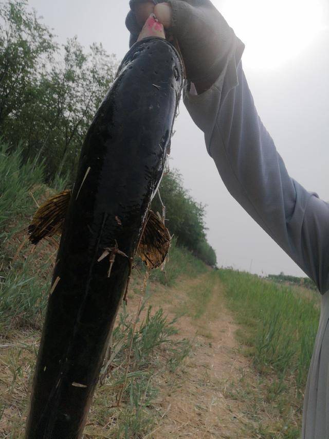 熟练掌握黑鱼习性及打黑操作,路亚打黑不再难