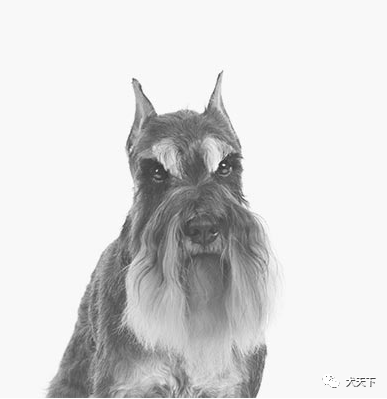 点指名犬梗犬中的异类大胡子迷你雪纳瑞