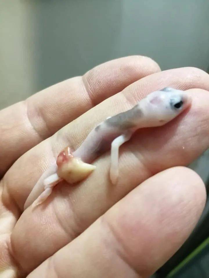 墨西哥网友意外孵化的超级奶牛延续着肥尾守宫难逃的致命魔咒