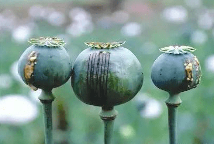 干燥凝固后变为棕黑色膏状物,这就是生鸦片膏用刀在果上划出浅切口,有