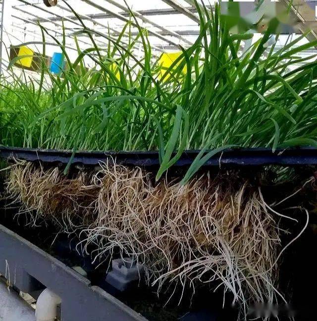 4,定植移栽韭菜使用专门的定制韭菜的固定盘,取出苗,清洗干净根系上的