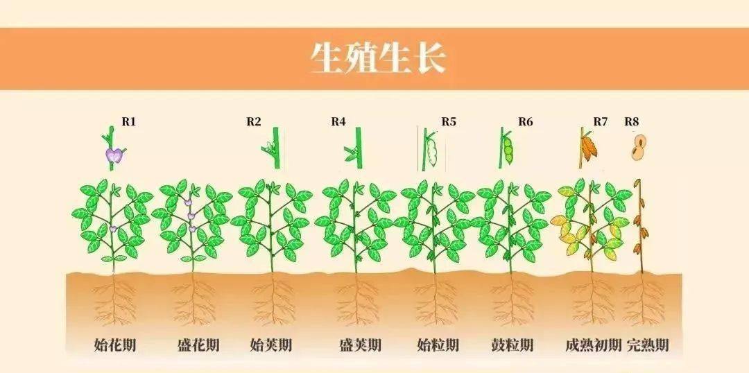 大豆生长过程的图片图片