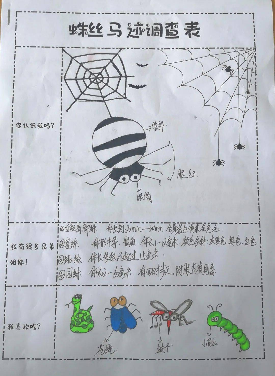 蜘蛛记录卡三年级下册图片