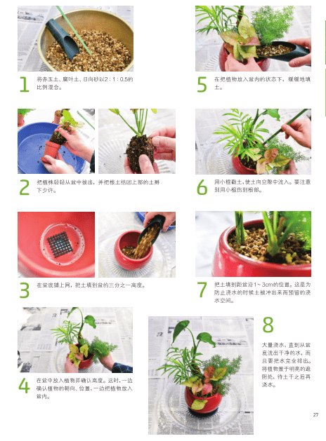 葡萄树与玲珑冷水花的组盆将蔓生性绿植摆在架子上较高的地方,待其长