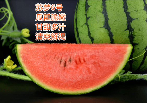 苏梦西瓜美都西瓜吃瓜群众的口福来啦~~已相继上市美都,苏梦6号等品种