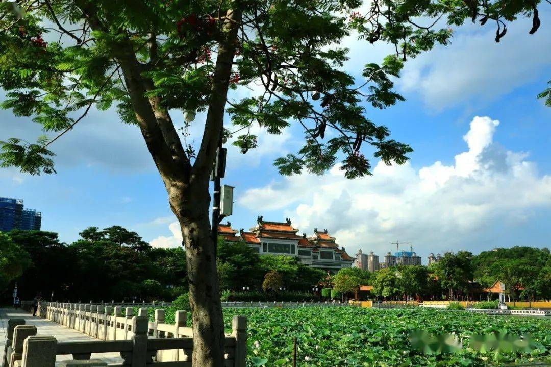 順峰山公園驚現機率只有十萬分之一的並蒂蓮